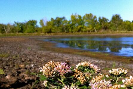 Stung by Heat and Drought in Texas Image